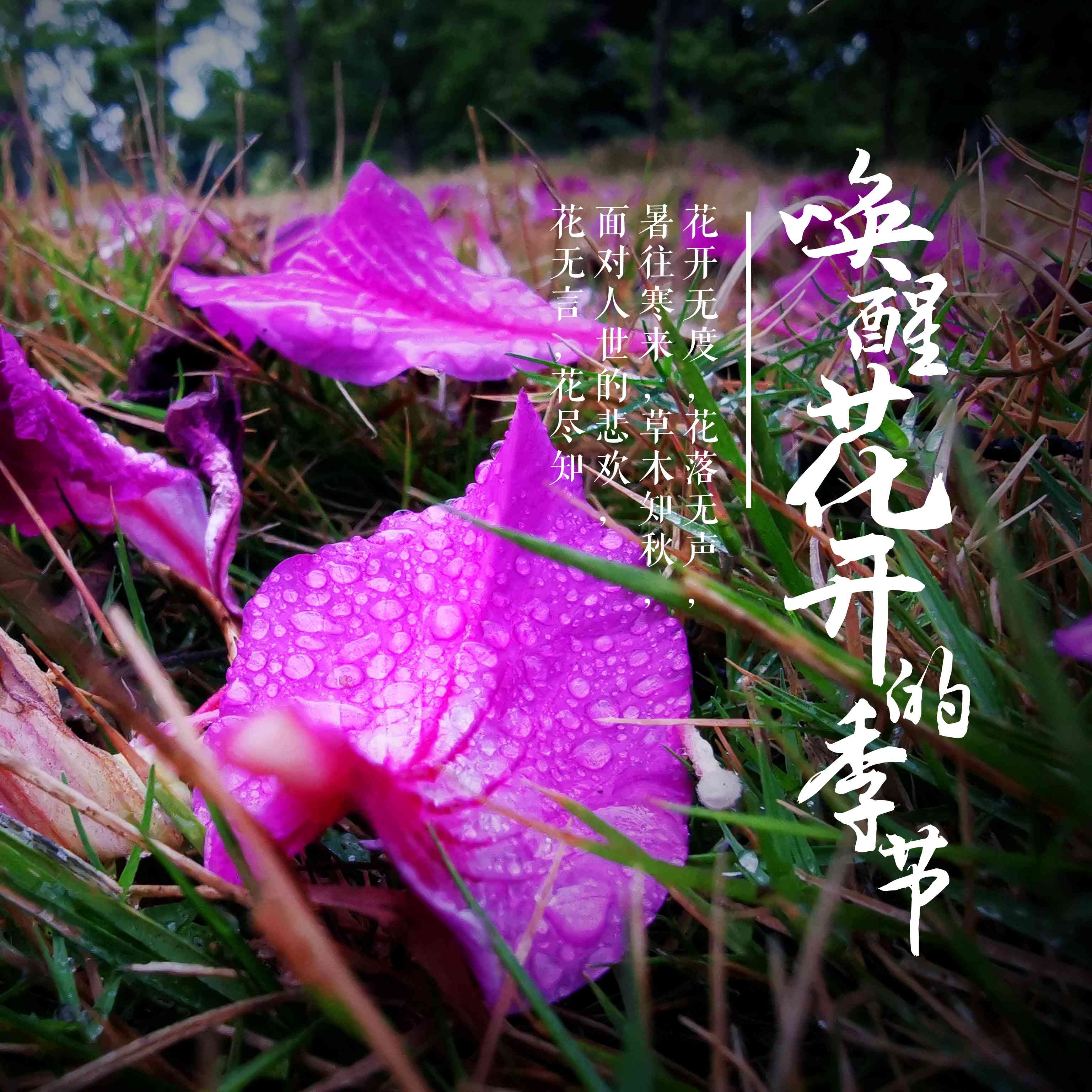 烟雨梵花