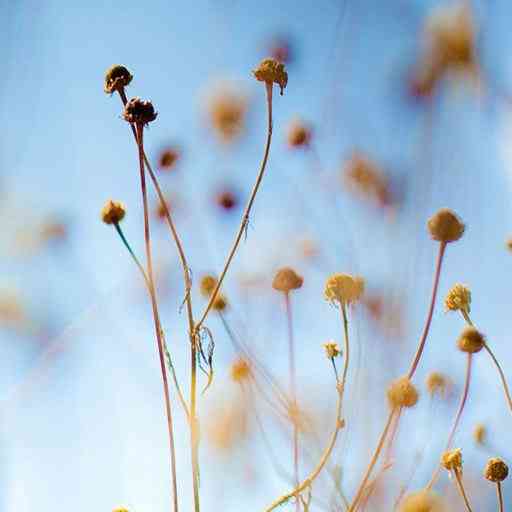 蓝若曦天使女孩