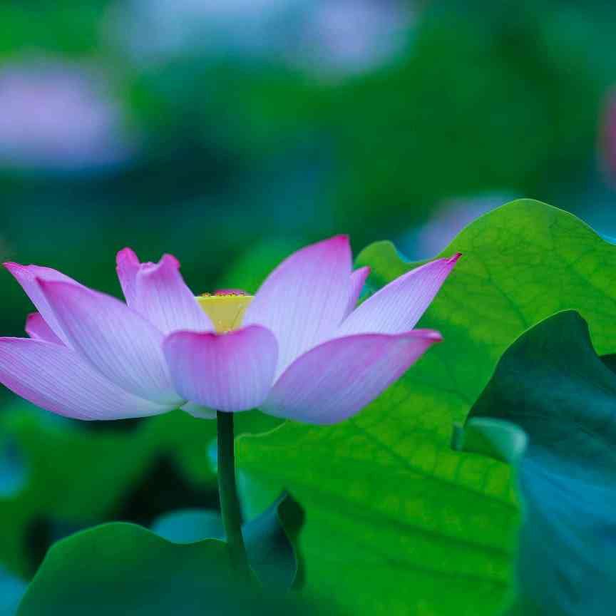 夕阳醉了