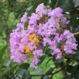 此生愿与你一世