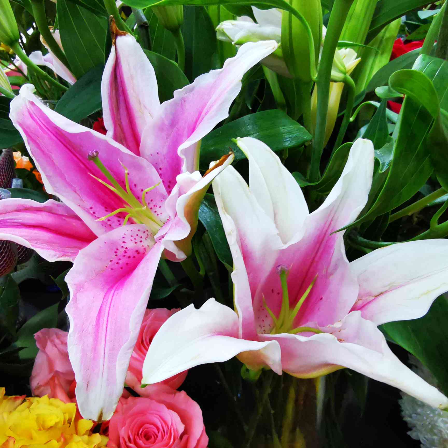 茉莉花开