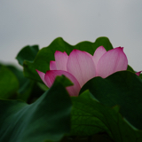 慢悠悠