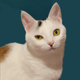 蘭·悟为