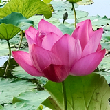糖糖波罗蜜