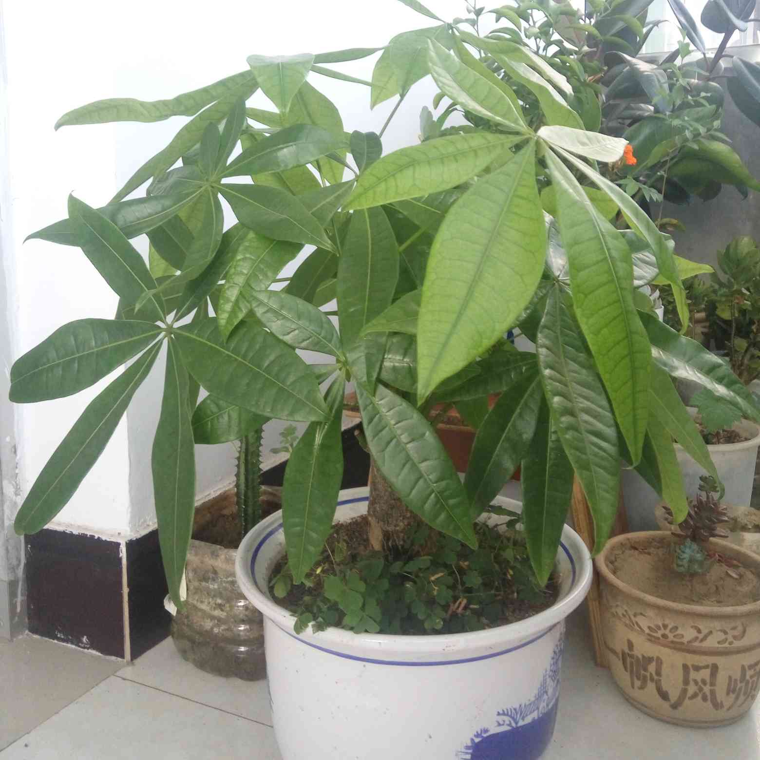 顺其自然