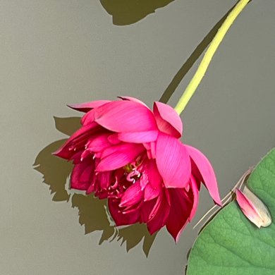 You Are My Sunshine…