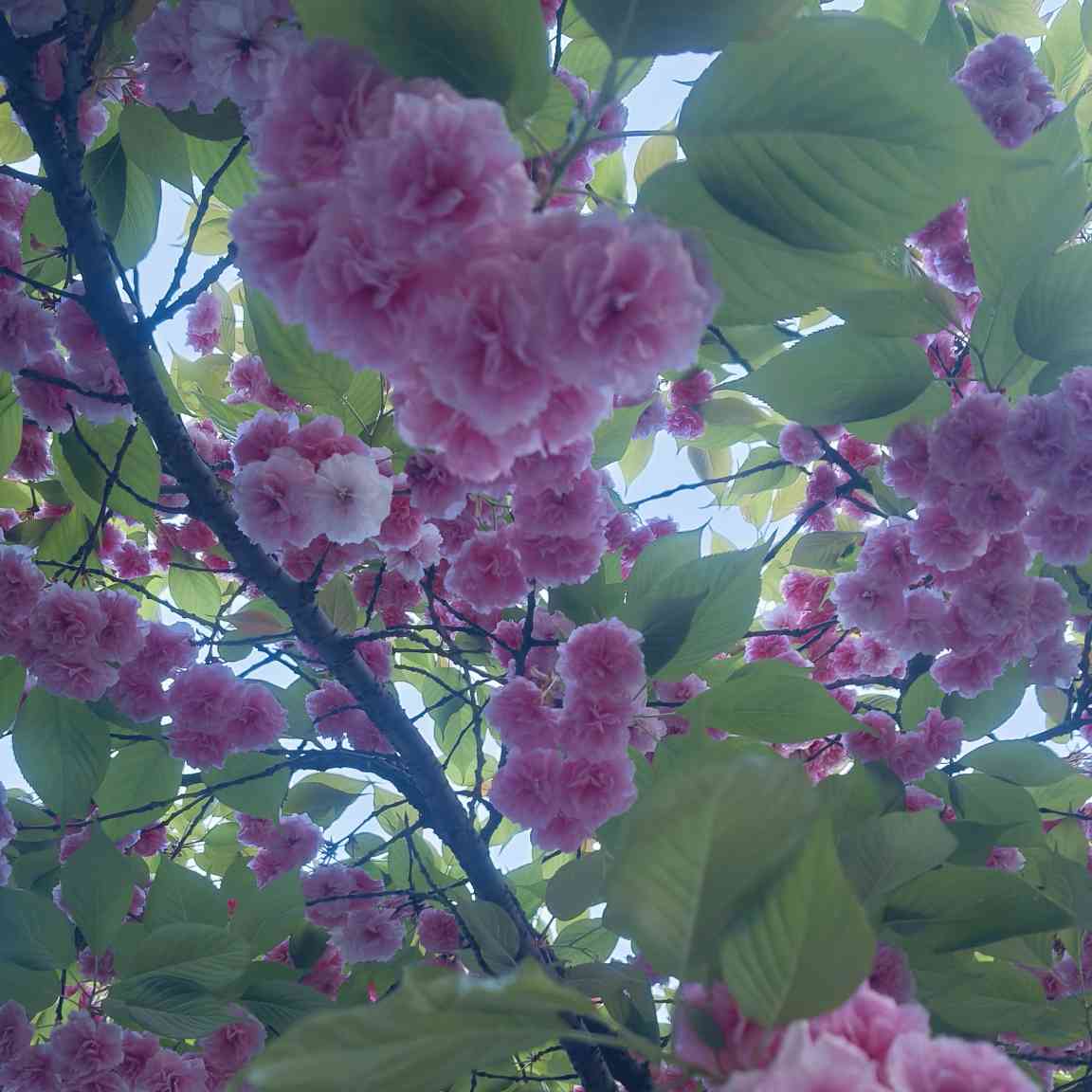 温柔与霸道