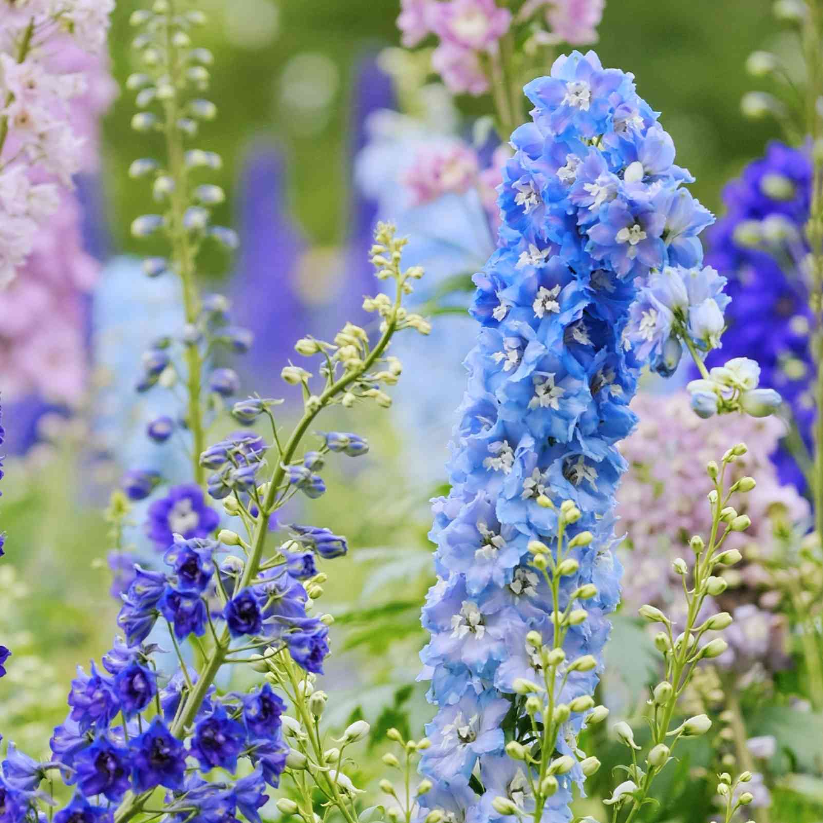 蒙蒙