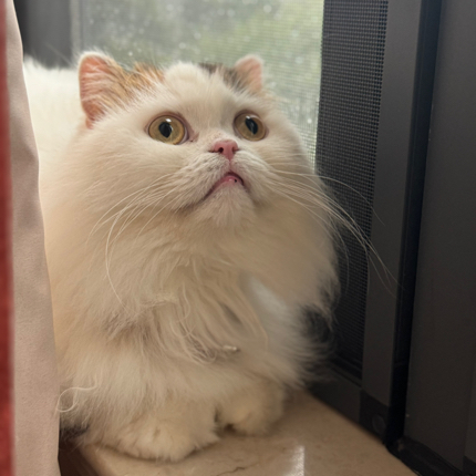 唯青涩留于心