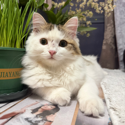 邋里邋遢大格格