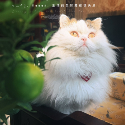 林曦123