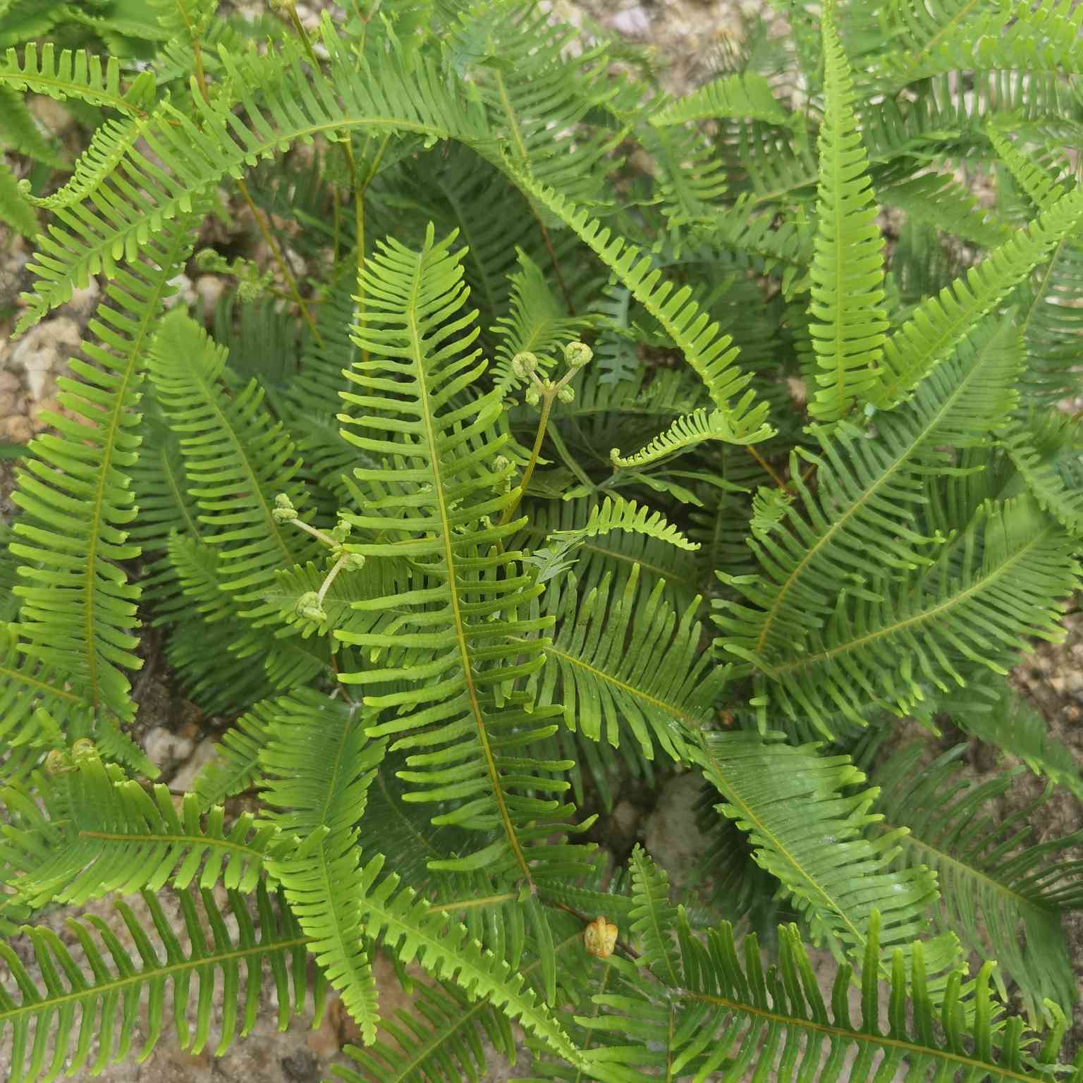 芝麻洼珍禽养殖场