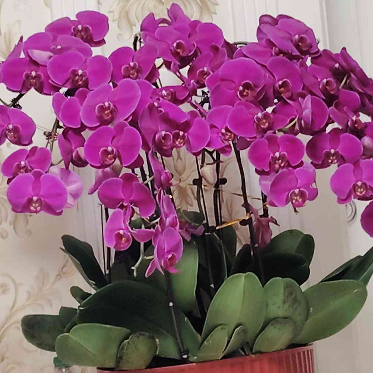 桐桐爷爷