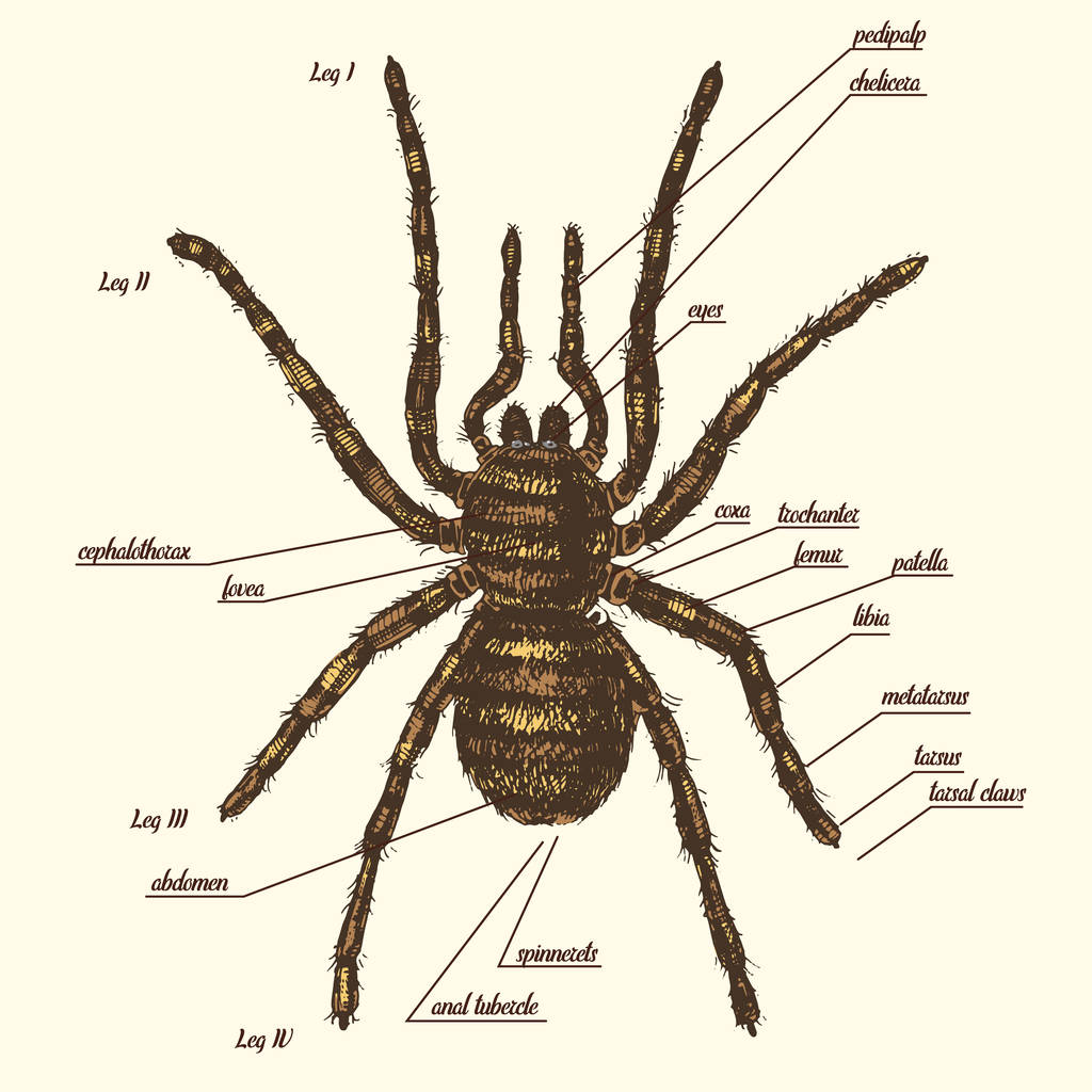 一只蜘蛛几条腿图片图片